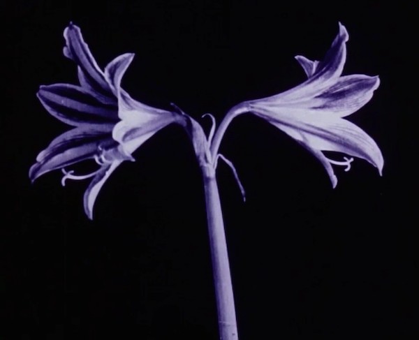 DAS BLUMEN WUNDER 1922-26