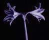 DAS BLUMEN WUNDER 1922-26